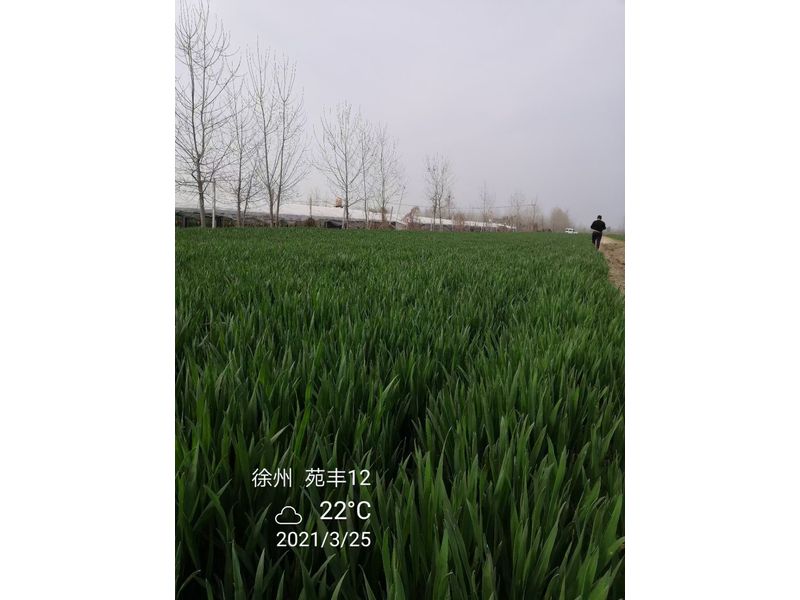 苑豐12，徐州試驗(yàn)大田