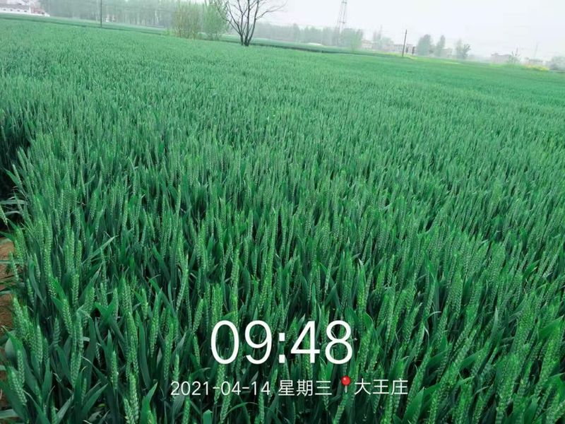 安徽臨泉，苑豐12，大田表現(xiàn)